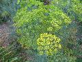 Dill Weed / Anethum graveolens  